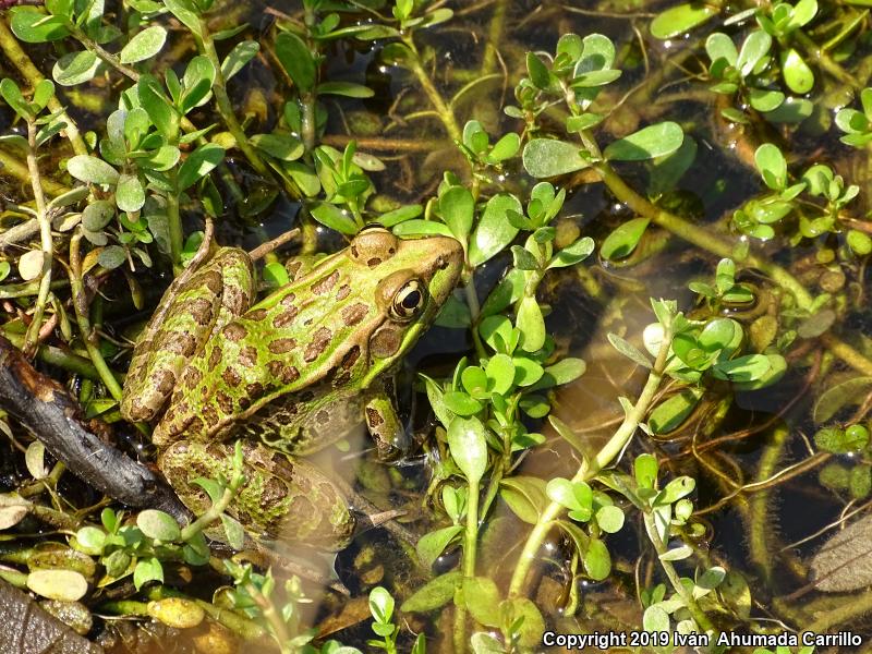 Showy Leopard Frog (Lithobates spectabilis)