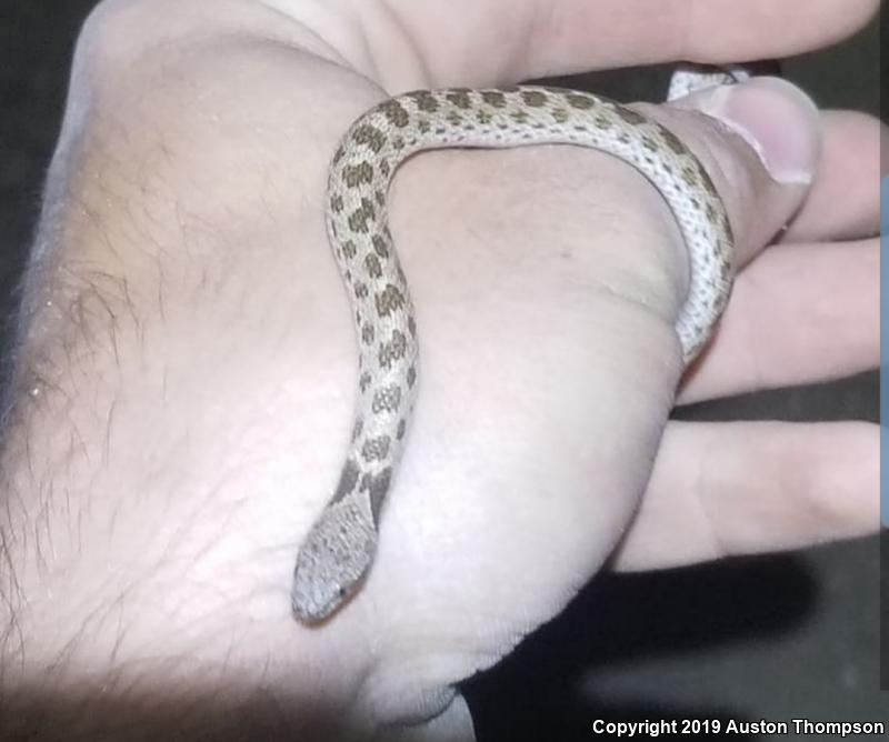 California Nightsnake (Hypsiglena ochrorhyncha nuchalata)