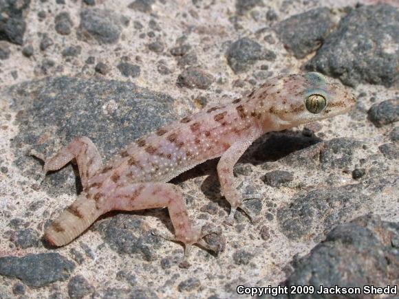 Xantus Leaf-toed Gecko (Phyllodactylus xanti)