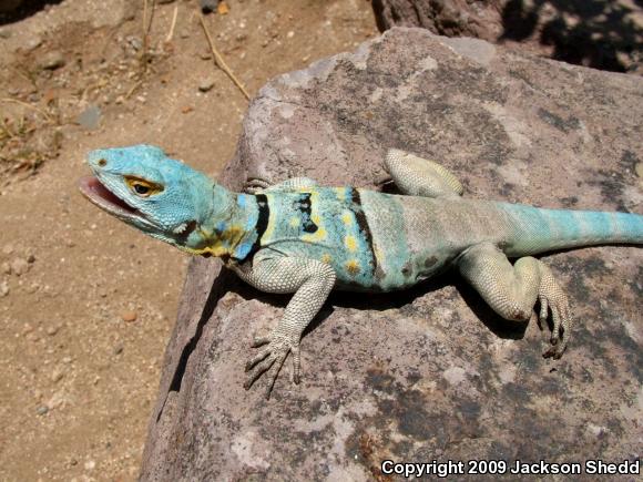 San Lucan Rock Lizard (Petrosaurus thalassinus)