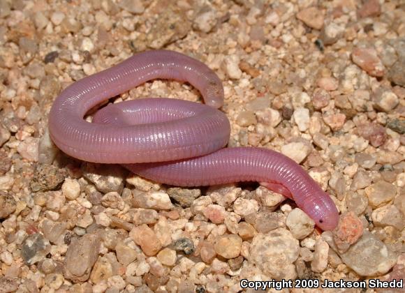 Five-toed Worm Lizard (Bipes biporus)