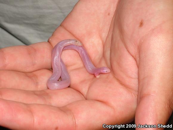 Five-toed Worm Lizard (Bipes biporus)