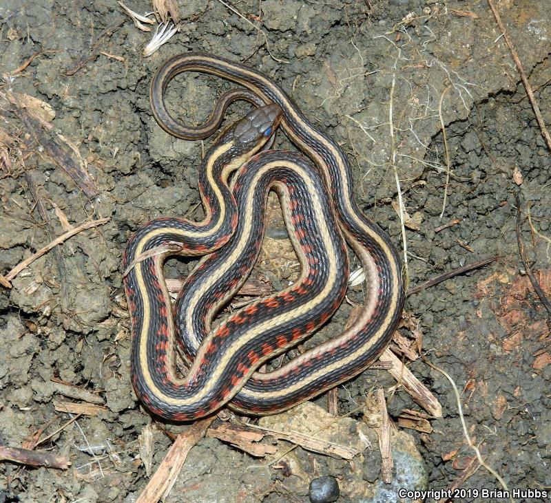 Valley Gartersnake (Thamnophis sirtalis fitchi)