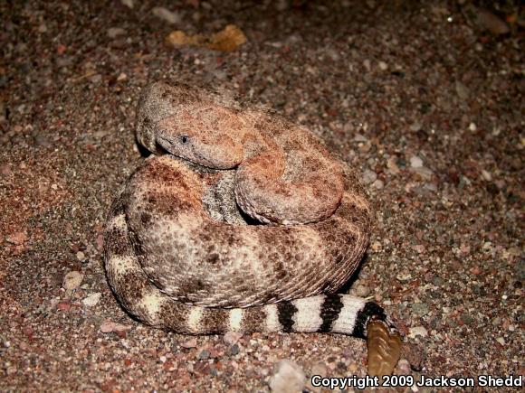 San Lucan Speckled Rattlesnake (Crotalus mitchellii mitchellii)