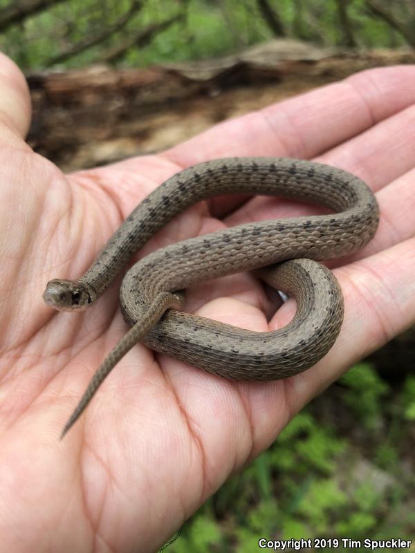 Northern Brownsnake (Storeria dekayi dekayi)