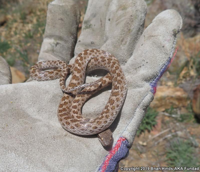 San Diego Nightsnake (Hypsiglena ochrorhyncha klauberi)