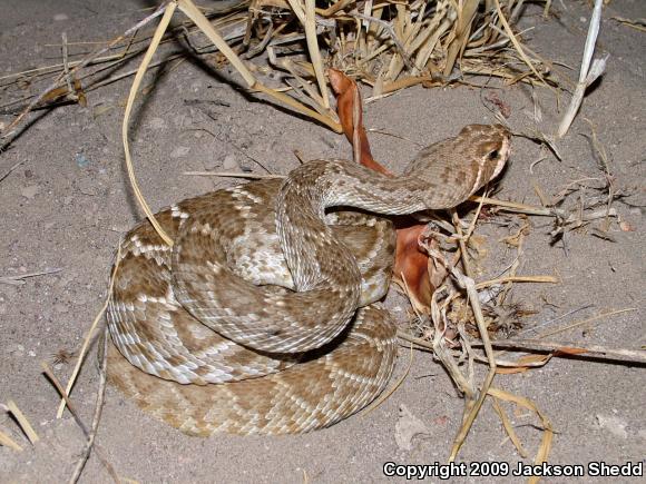 San Lucan Rattlesnake (Crotalus ruber lucasensis)