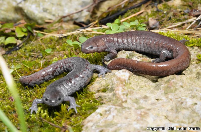 Streamside Salamander (Ambystoma barbouri)