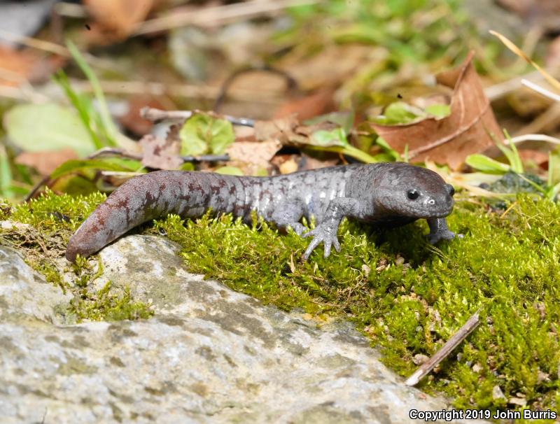 Streamside Salamander (Ambystoma barbouri)