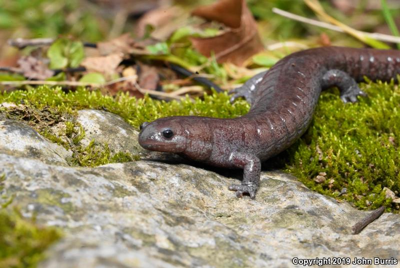 Streamside Salamander (Ambystoma barbouri)