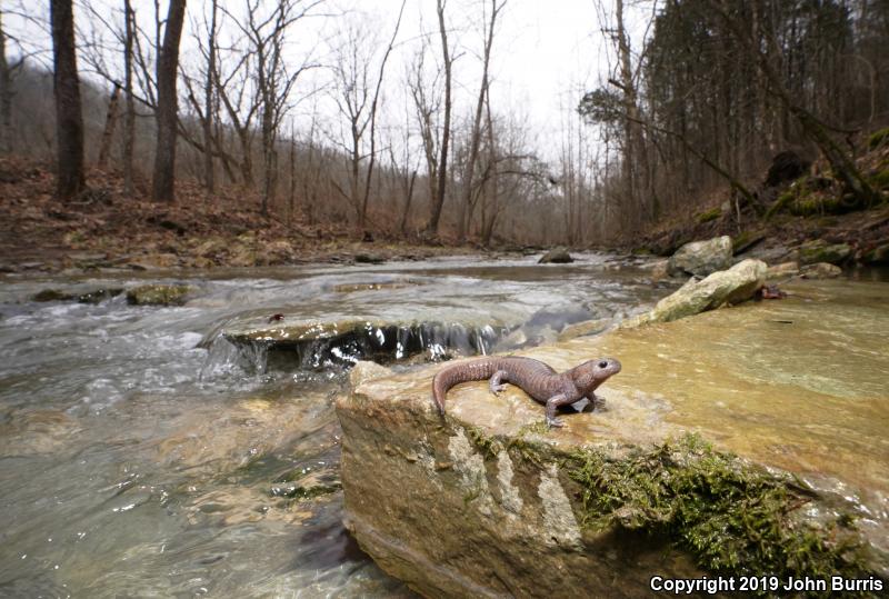 Streamside Salamander (Ambystoma barbouri)