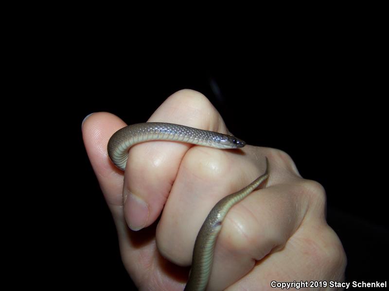 Smooth Earthsnake (Virginia valeriae)