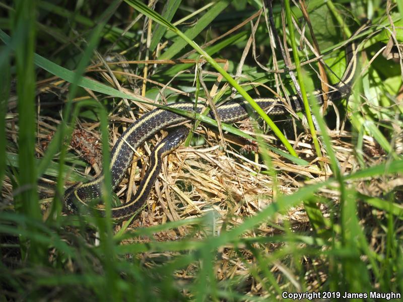 Coast Gartersnake (Thamnophis elegans terrestris)