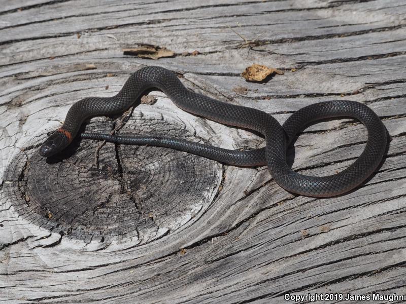 Monterey Ring-necked Snake (Diadophis punctatus vandenburgii)