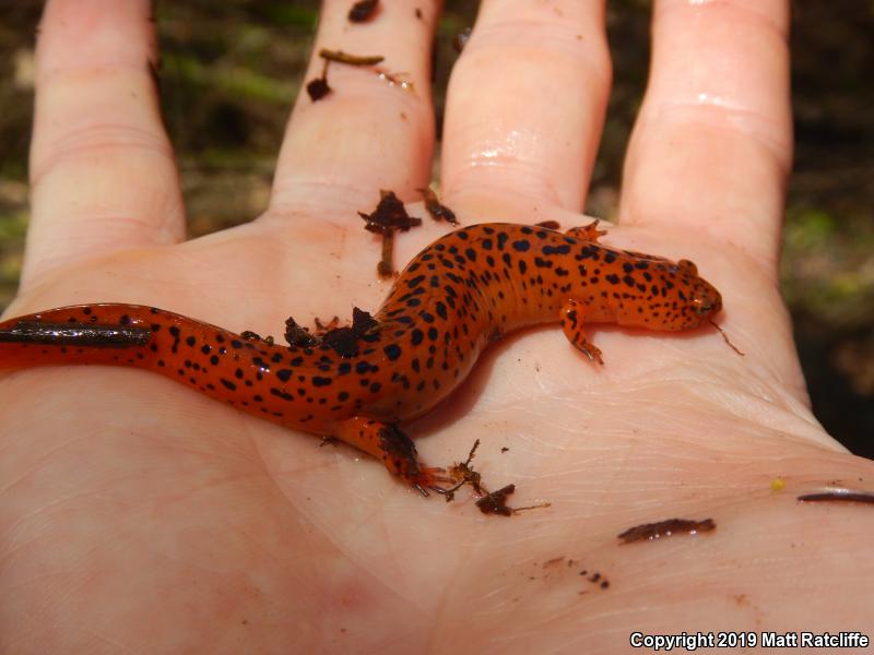 Northern Red Salamander (Pseudotriton ruber ruber)