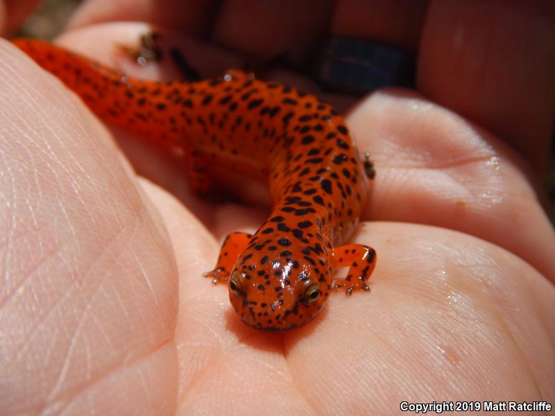 Northern Red Salamander (Pseudotriton ruber ruber)