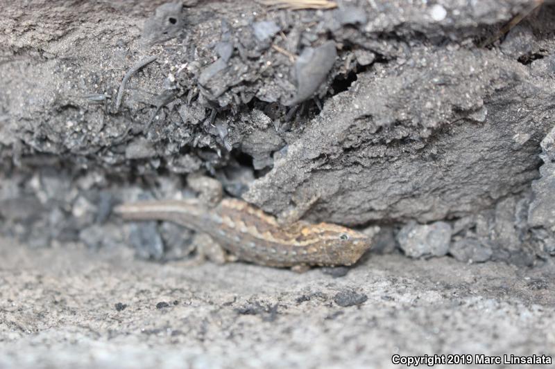 Western Side-blotched Lizard (Uta stansburiana elegans)