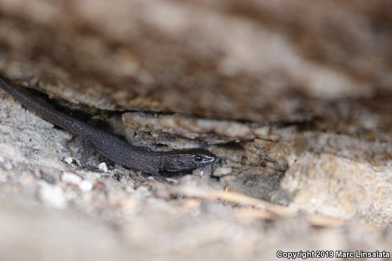 Desert Night Lizard (Xantusia vigilis vigilis)