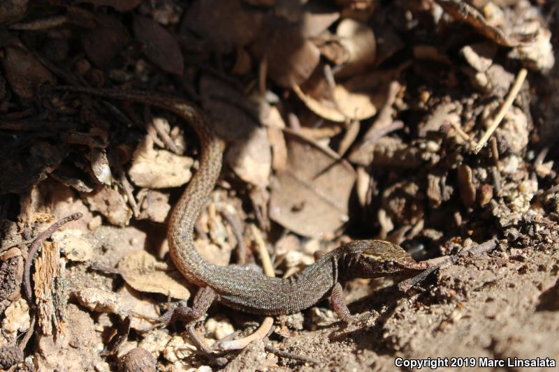 Desert Night Lizard (Xantusia vigilis vigilis)