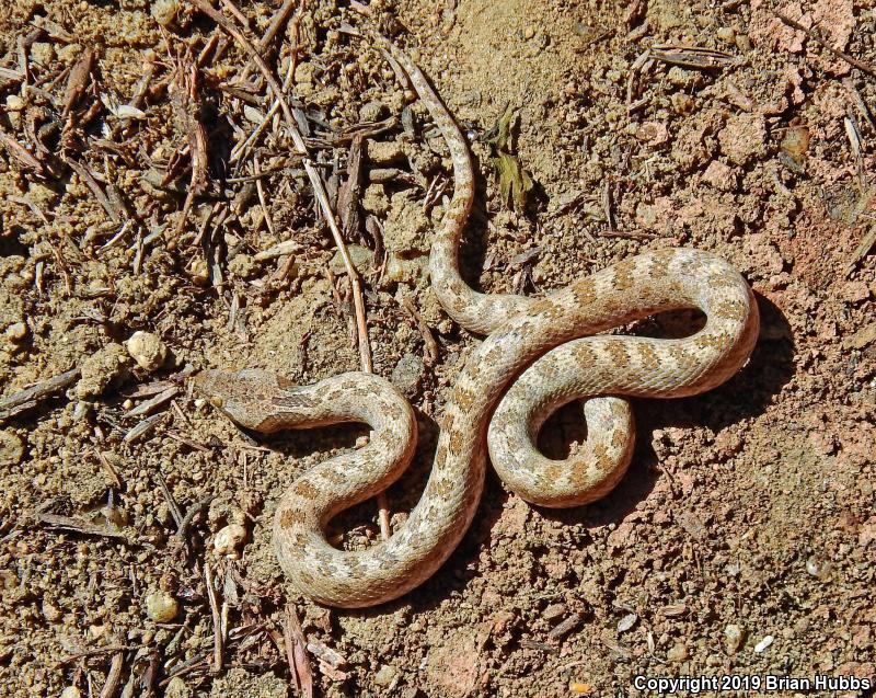 San Diego Nightsnake (Hypsiglena ochrorhyncha klauberi)