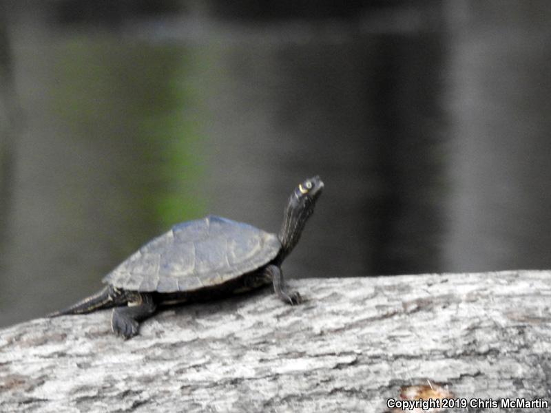 Mississippi Map Turtle (Graptemys pseudogeographica kohnii)