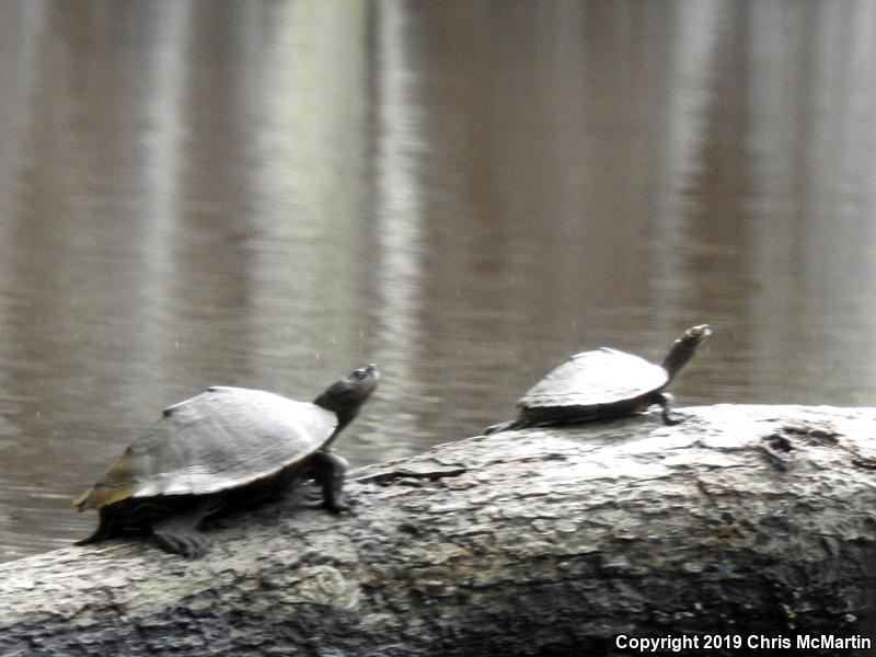 Mississippi Map Turtle (Graptemys pseudogeographica kohnii)