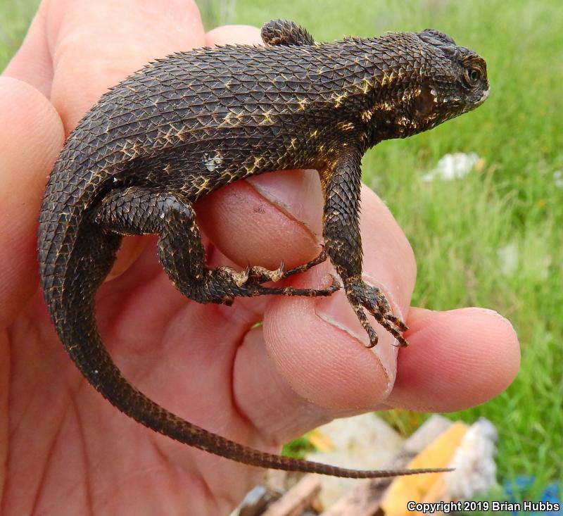 San Joaquin Fence Lizard (Sceloporus occidentalis biseriatus)