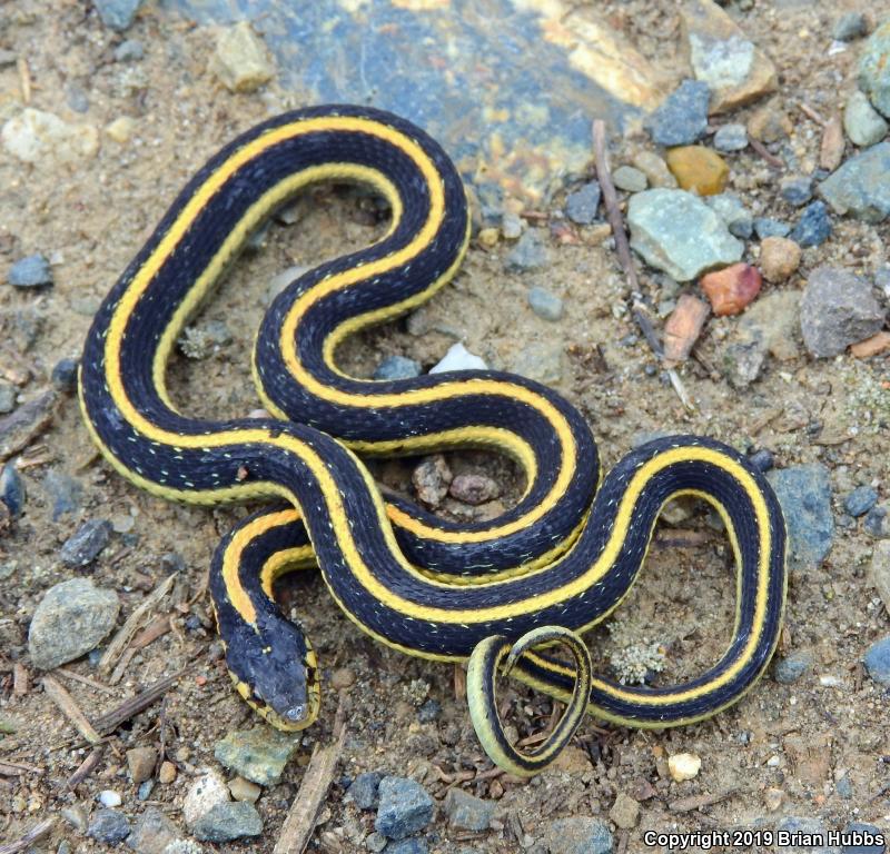 Mountain Gartersnake (Thamnophis elegans elegans)