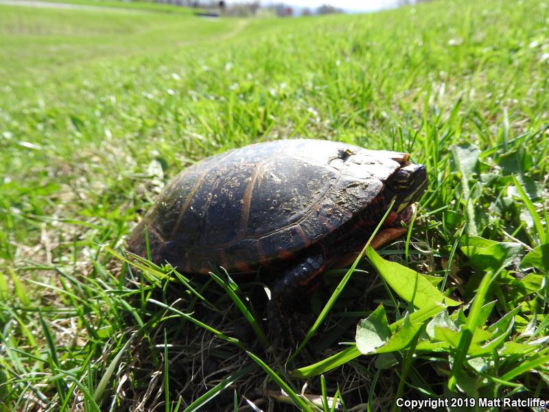 Eastern Painted Turtle (Chrysemys picta picta)