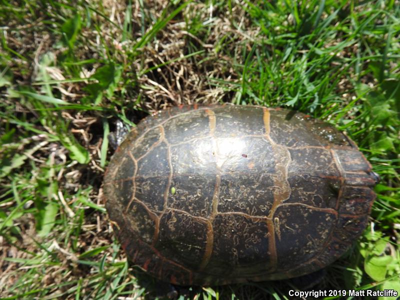 Eastern Painted Turtle (Chrysemys picta picta)