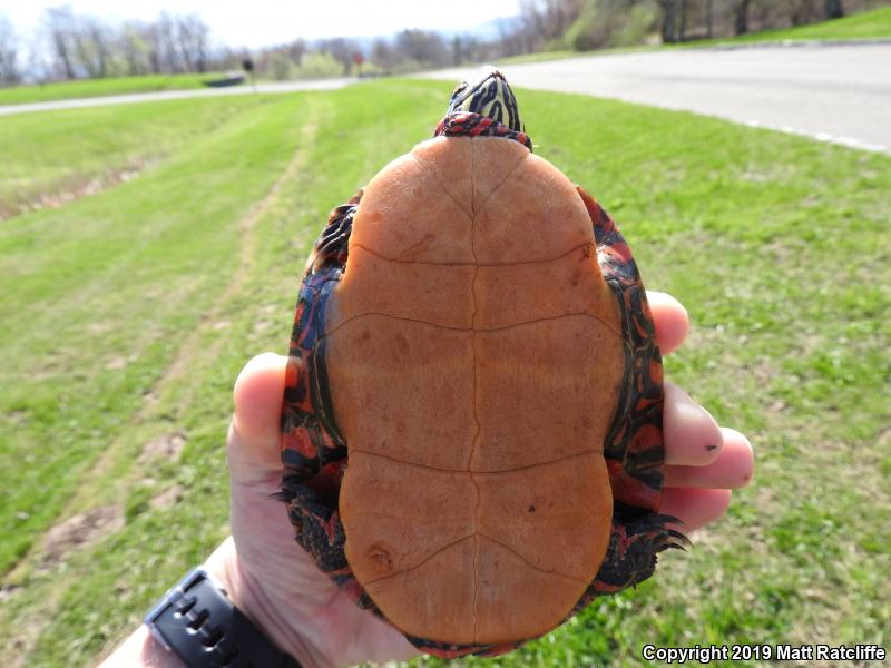 Eastern Painted Turtle (Chrysemys picta picta)