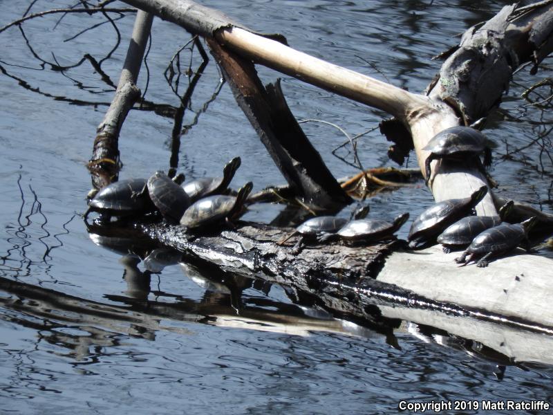 Eastern Painted Turtle (Chrysemys picta picta)