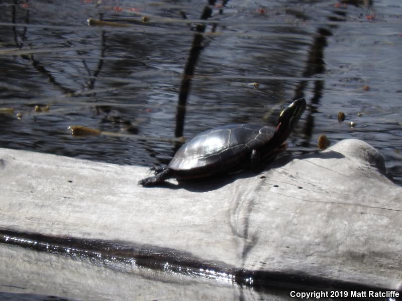 Eastern Painted Turtle (Chrysemys picta picta)