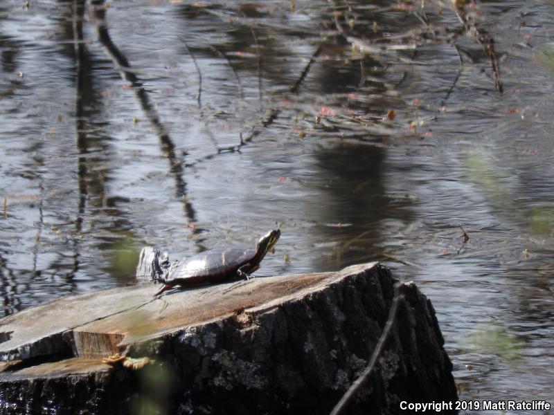 Eastern Painted Turtle (Chrysemys picta picta)