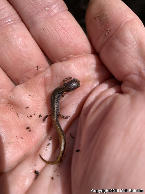 Four-toed Salamander (Hemidactylium scutatum)