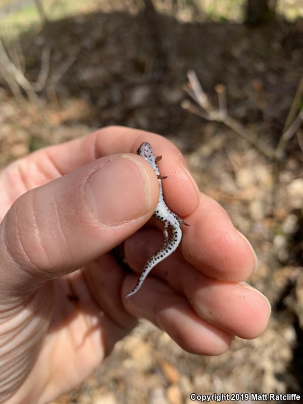 Four-toed Salamander (Hemidactylium scutatum)