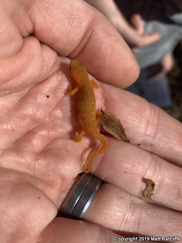 Red-Spotted Newt (Notophthalmus viridescens viridescens)