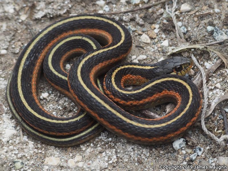 Coast Gartersnake (Thamnophis elegans terrestris)