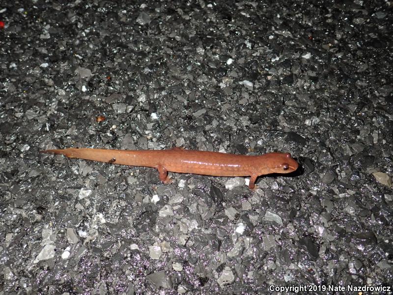 Northern Spring Salamander (Gyrinophilus porphyriticus porphyriticus)