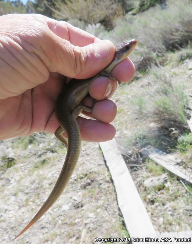 Gilbert's Skink (Plestiodon gilberti)