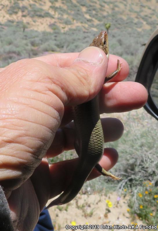 Gilbert's Skink (Plestiodon gilberti)