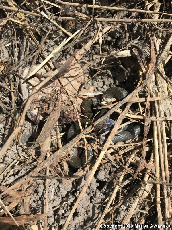 Monterey Ring-necked Snake (Diadophis punctatus vandenburgii)