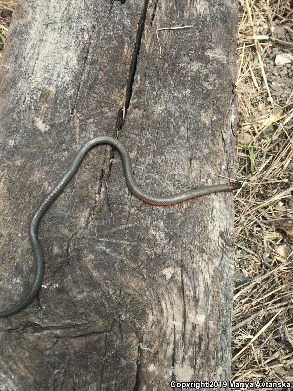 Monterey Ring-necked Snake (Diadophis punctatus vandenburgii)