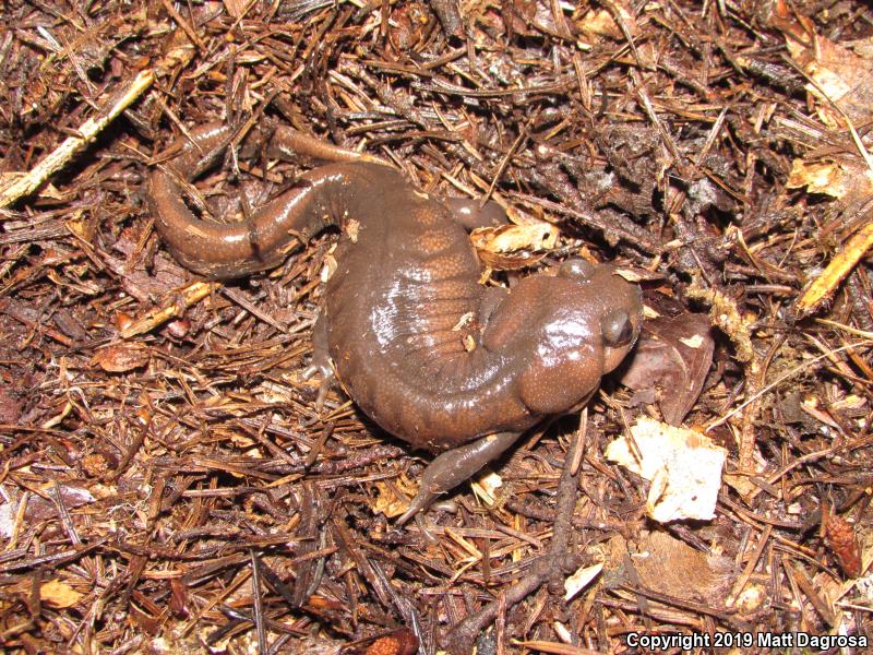 Northwestern Salamander (Ambystoma gracile)