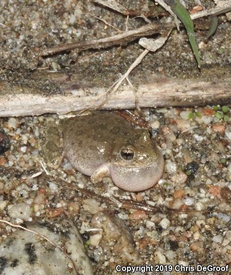 California Treefrog (Pseudacris cadaverina)