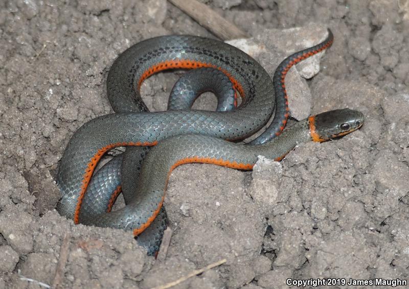 Pacific Ring-necked Snake (Diadophis punctatus amabilis)