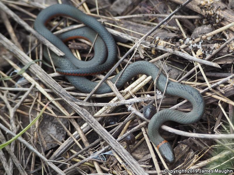 Pacific Ring-necked Snake (Diadophis punctatus amabilis)