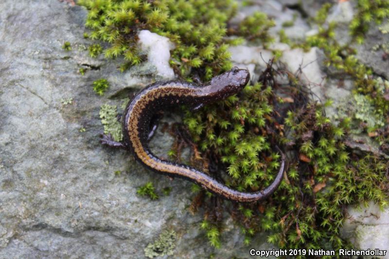 Shenandoah Salamander (Plethodon shenandoah)