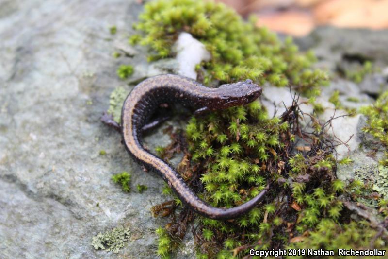 Shenandoah Salamander (Plethodon shenandoah)