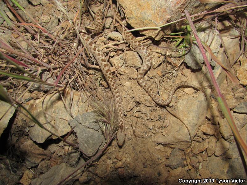 Desert Nightsnake (Hypsiglena chlorophaea deserticola)